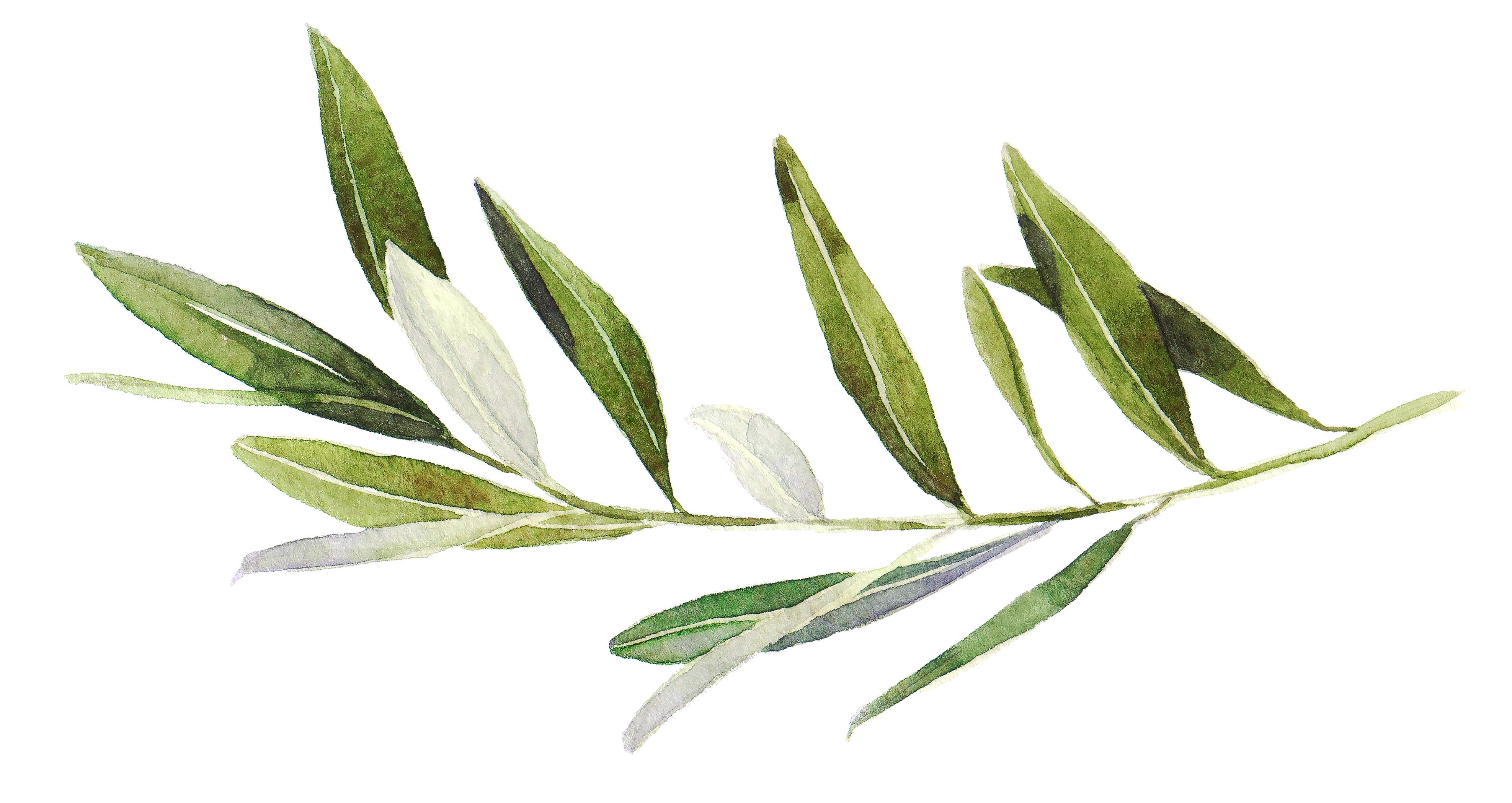 Olive tree branch painting